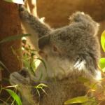 Newcastle - Blackbutt Reserve 
